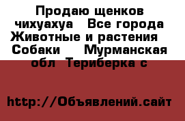 Продаю щенков чихуахуа - Все города Животные и растения » Собаки   . Мурманская обл.,Териберка с.